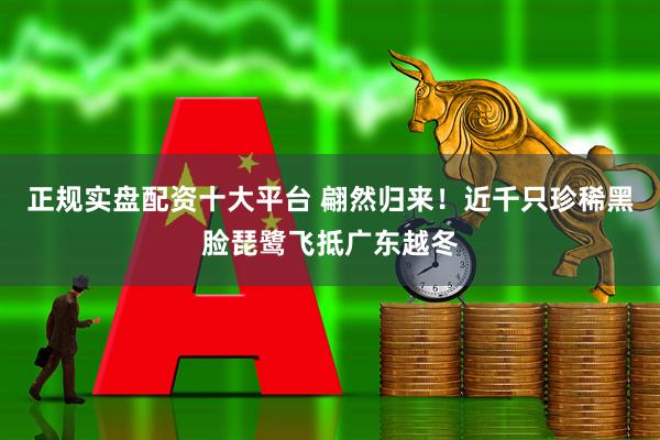 正规实盘配资十大平台 翩然归来！近千只珍稀黑脸琵鹭飞抵广东越冬